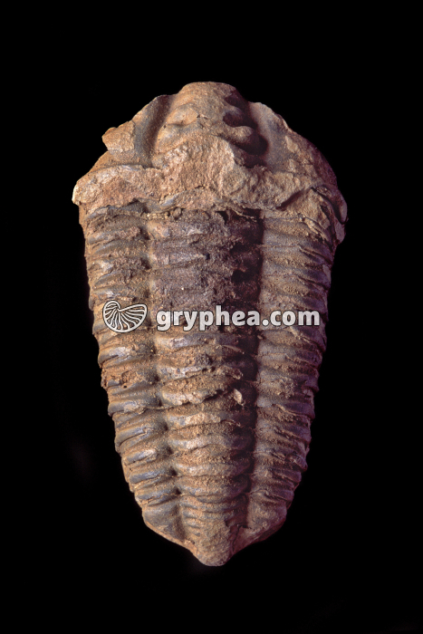 Trilobite (Maroc) - gryphea.org
